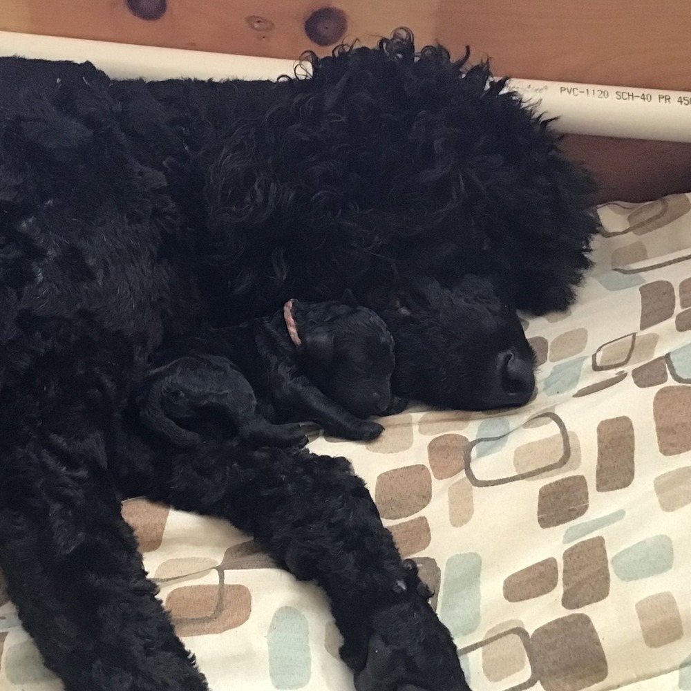 Meet your Posher, Toni